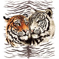 Snow tiger and Bengal tiger Pictures, Images and Photos