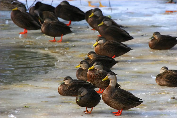 IMAGE: http://i34.photobucket.com/albums/d101/gadus/ducks01.jpg