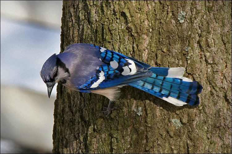 IMAGE: http://i34.photobucket.com/albums/d101/gadus/jay01.jpg