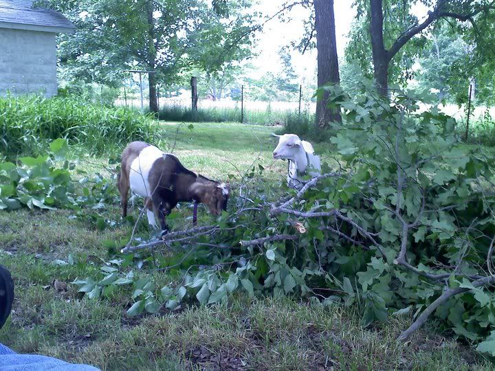 Coughing Goat - Sorry for length!! - Goats