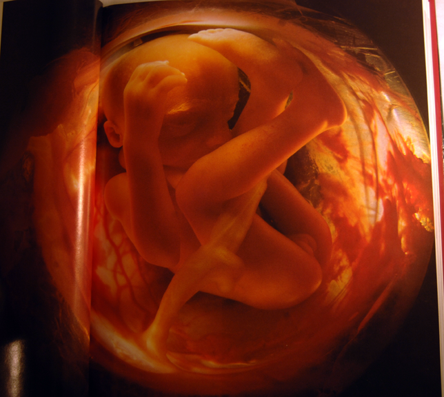 images of babies in womb. Breeding Womb