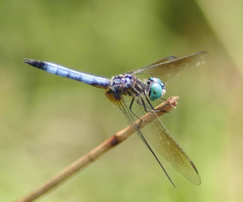 IMAGE: http://i34.photobucket.com/albums/d102/john1995/IMG_0852b.jpg