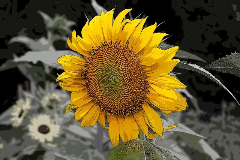 IMAGE: http://i34.photobucket.com/albums/d102/john1995/IMG_4867p.jpg