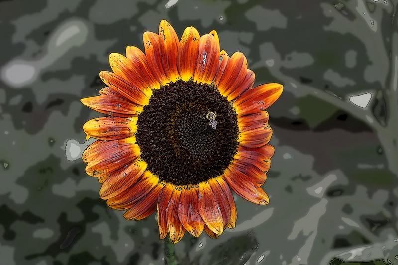 IMAGE: http://i34.photobucket.com/albums/d102/john1995/IMG_4879p.jpg