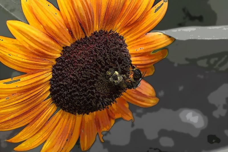 IMAGE: http://i34.photobucket.com/albums/d102/john1995/IMG_4904p.jpg