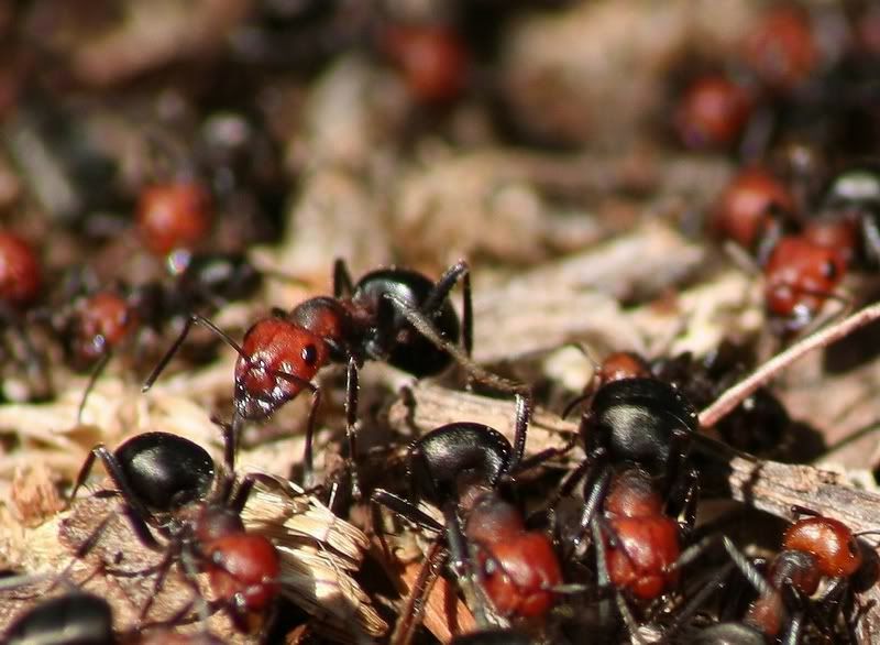 IMAGE: http://i34.photobucket.com/albums/d102/john1995/IMG_9239bsmall.jpg