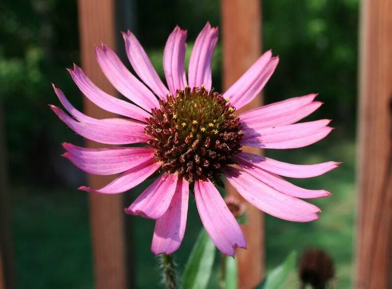 IMAGE: http://i34.photobucket.com/albums/d102/john1995/TennesseeConeflower.jpg