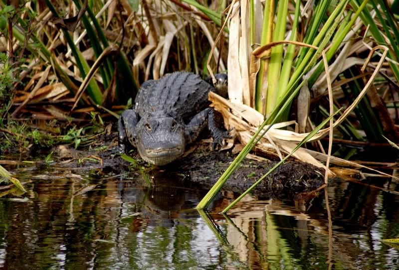 IMAGE: http://i34.photobucket.com/albums/d102/john1995/alligatorbabcockwma2.jpg