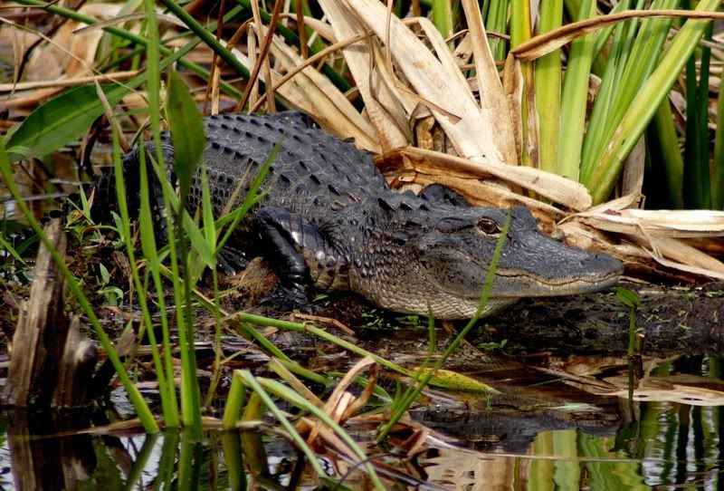 IMAGE: http://i34.photobucket.com/albums/d102/john1995/alligatorbabcockwma3.jpg