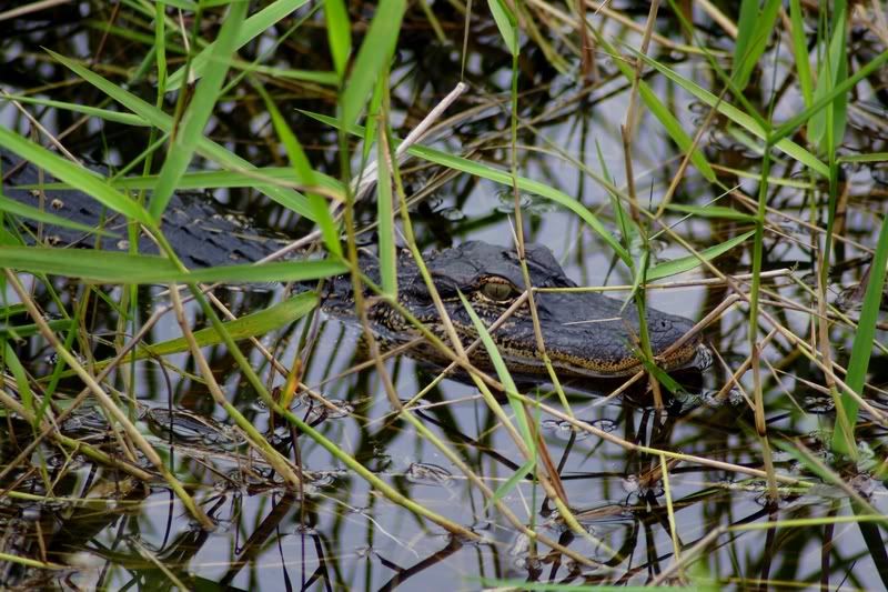 IMAGE: http://i34.photobucket.com/albums/d102/john1995/alligatorbabcockwma4.jpg