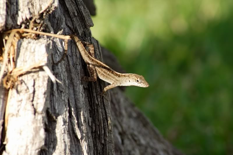 IMAGE: http://i34.photobucket.com/albums/d102/john1995/brownanole1.jpg