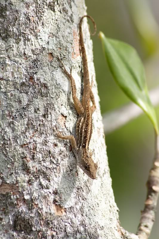 IMAGE: http://i34.photobucket.com/albums/d102/john1995/brownanole3.jpg