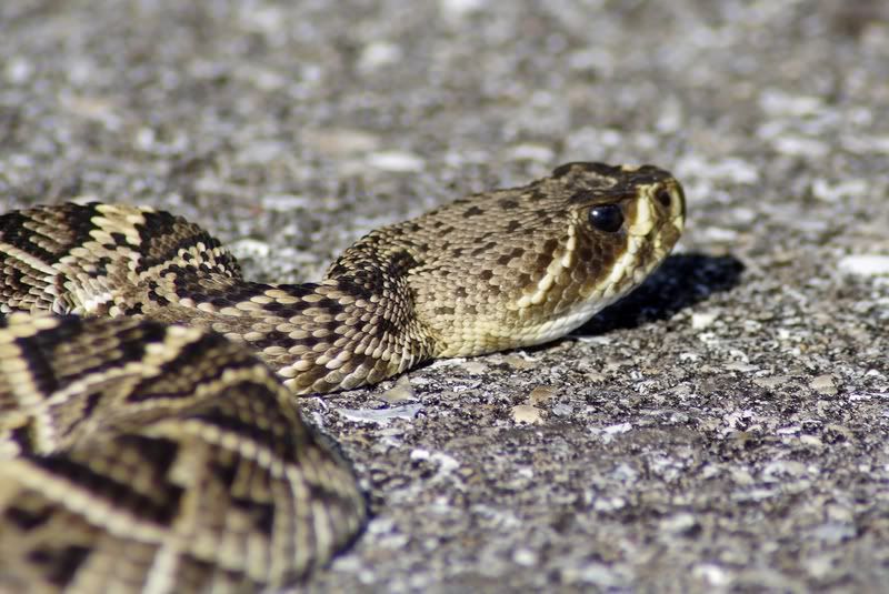 IMAGE: http://i34.photobucket.com/albums/d102/john1995/diamonback3-1.jpg