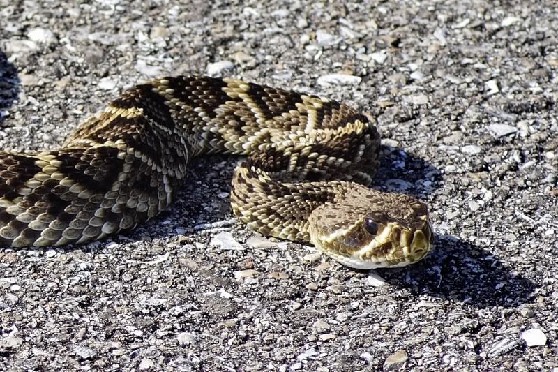 IMAGE: http://i34.photobucket.com/albums/d102/john1995/diamondback2-1.jpg