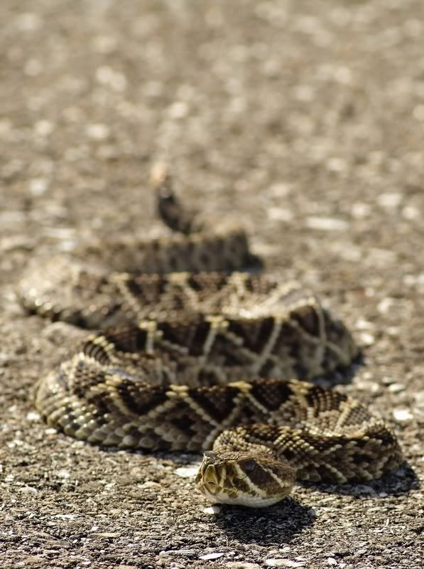 IMAGE: http://i34.photobucket.com/albums/d102/john1995/diamondbackrattlesnake-2.jpg