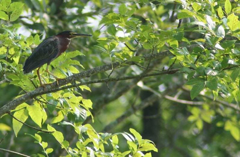 green-backedheron.jpg