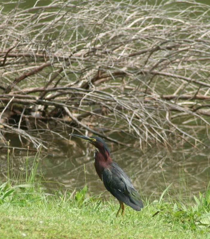 green-backedheron2-1.jpg