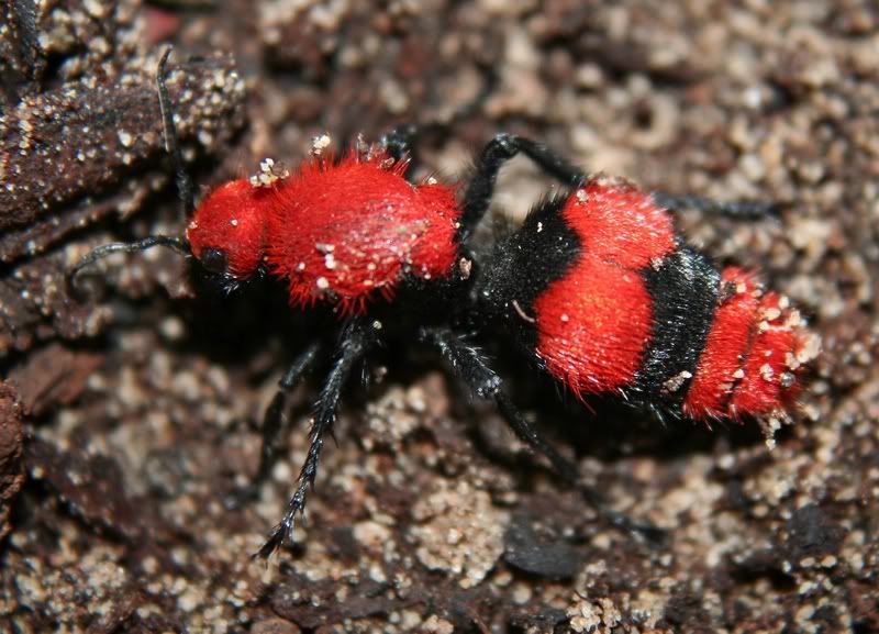 IMAGE: http://i34.photobucket.com/albums/d102/john1995/velvetant1.jpg