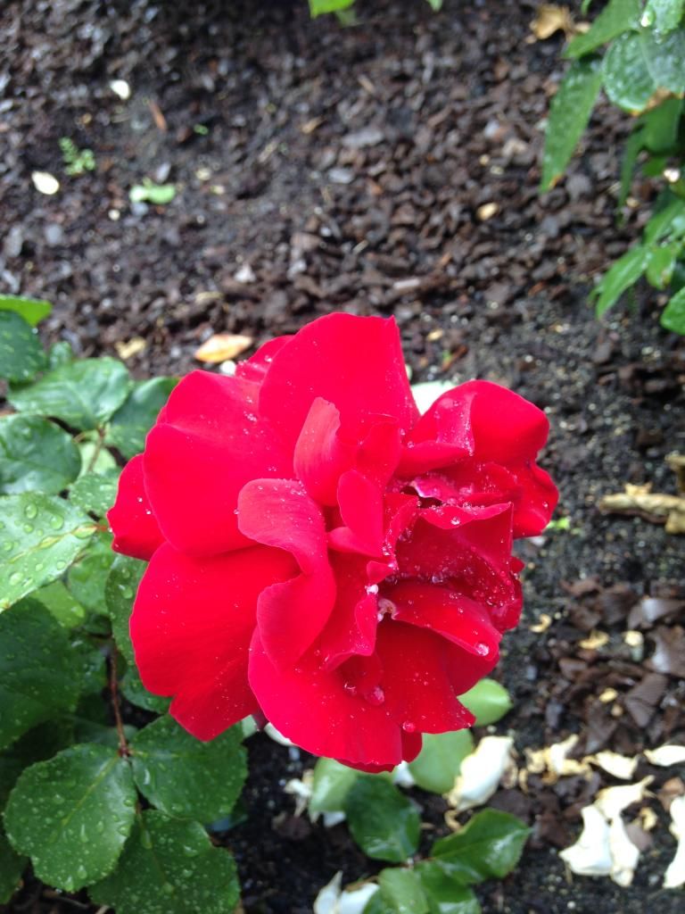  photo 072D3DA8-F67D-4497-A38B-F02FC406D535_zpsf7edjqvo.jpg