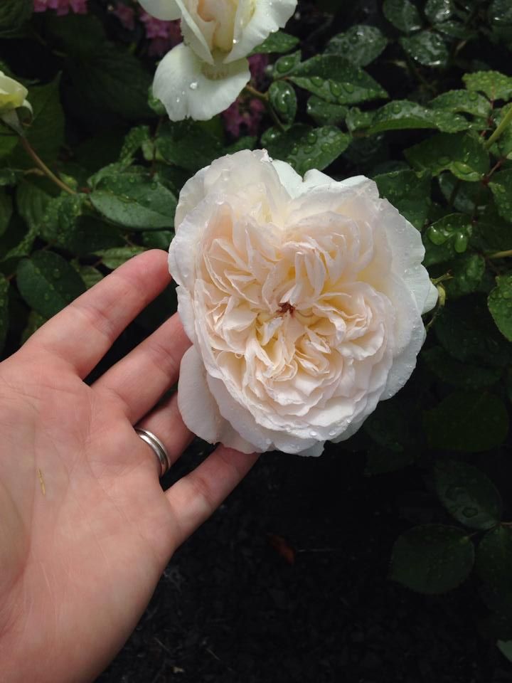  photo 10426912_10202537763261107_4509157487062136794_n_zps121fb7d5.jpg