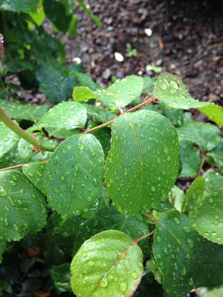  photo 10470193_10202537760741044_4900053372032259411_n_zps7e22697a.jpg