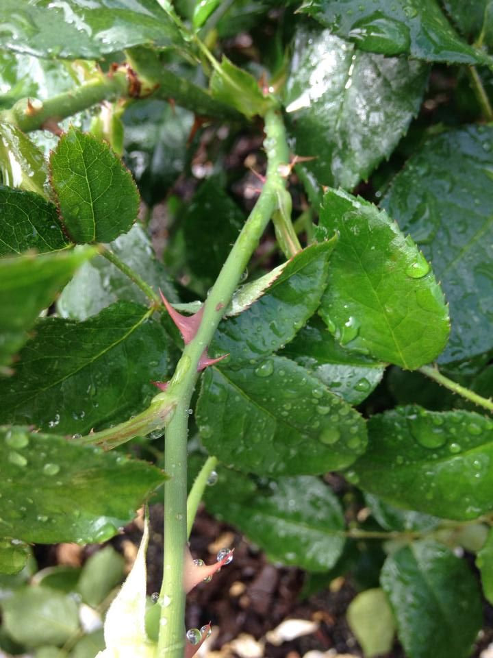  photo 10489727_10202537762981100_4483851240622324270_n_zps461797aa.jpg