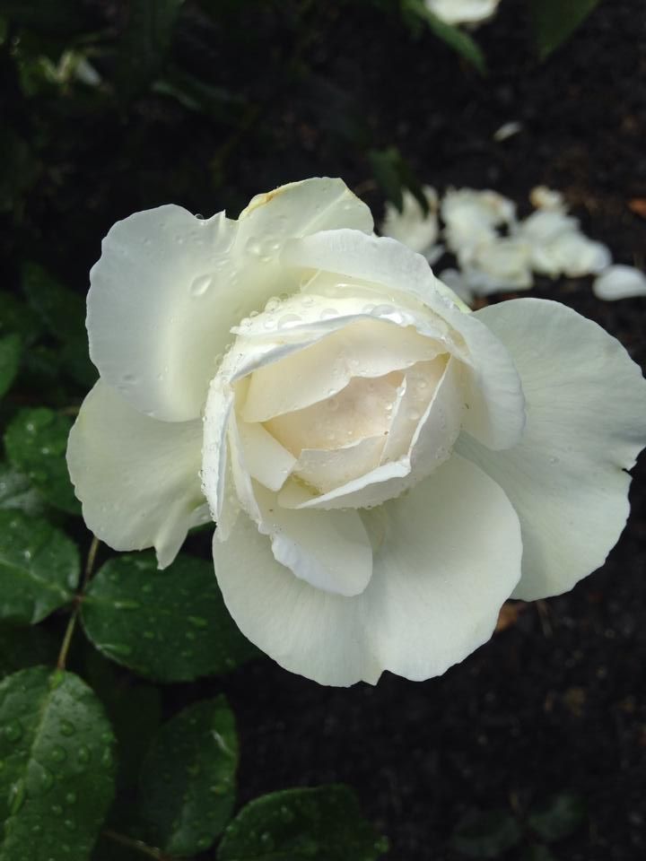  photo 10525991_10202537762221081_3033881361103191390_n_zps2afc036f.jpg