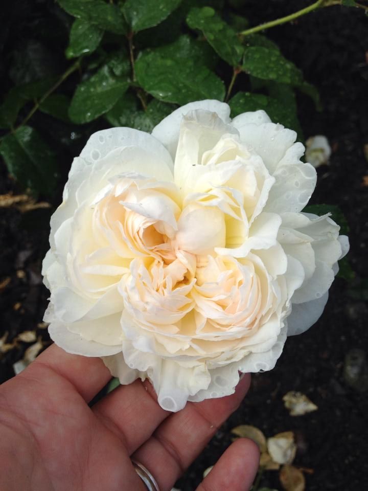  photo 10526098_10202537762661092_4672785216528602838_n_zps80990fc4.jpg