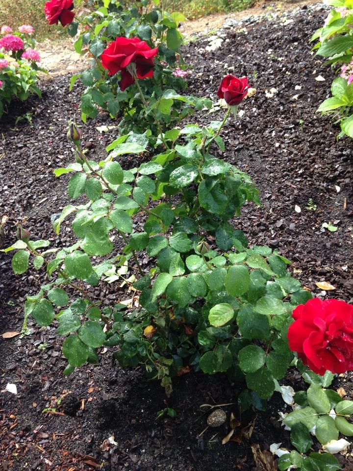  photo 10538634_10202537761381060_6934823927648100464_n_zpsad5143ab.jpg