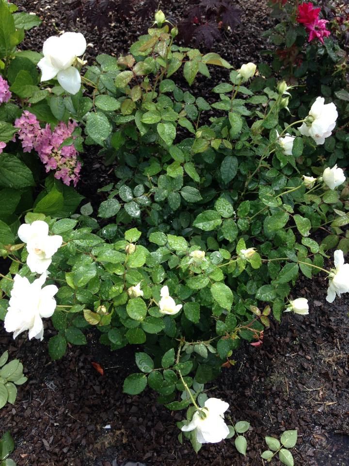  photo 10547538_10202537763621116_3607127206458502118_n_zpsb2d17522.jpg