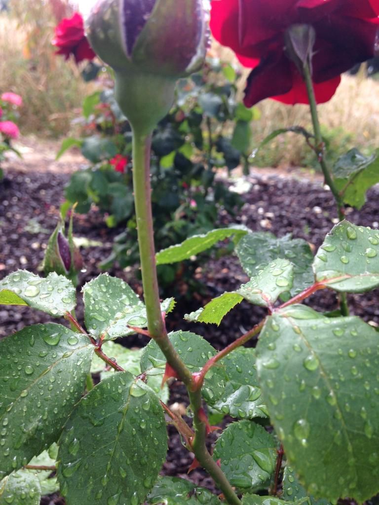  photo C08EE76F-4085-445E-AF12-EEDBA64B446D_zpsqqsi8t4o.jpg