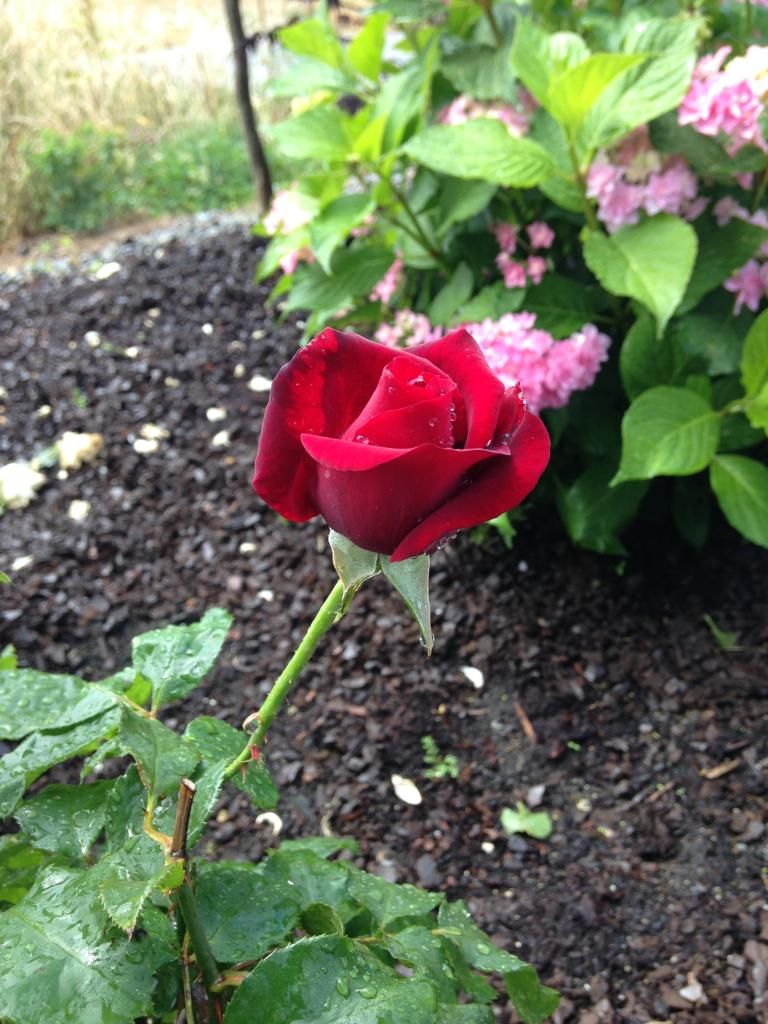  photo C7B20BF3-B647-450B-95EB-7F6A0ECD1F86_zpswern0pho.jpg