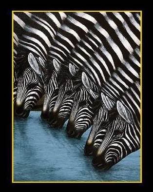 zebras-1.jpg