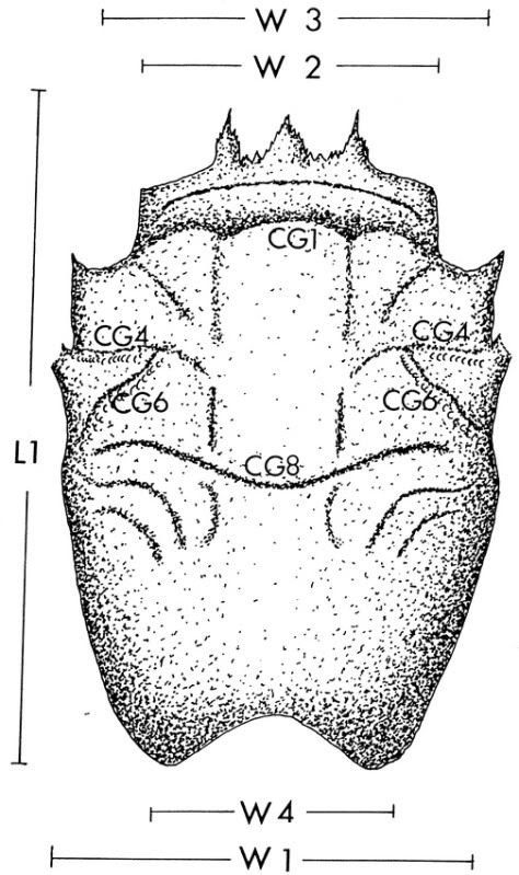 Lophomastixantiqua.jpg