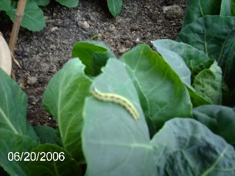 Caterpillars_01.jpg