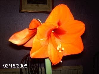 Flower_Amaryllis_01.jpg