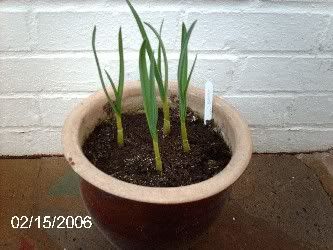 Garlic_Plant_01.jpg
