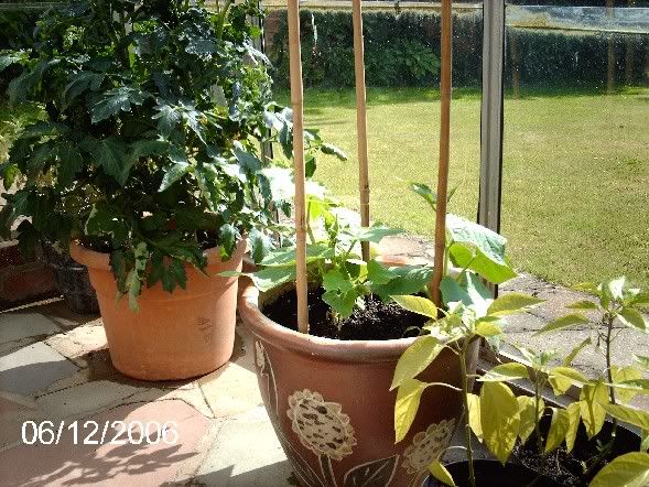 Greenhouse_02.jpg
