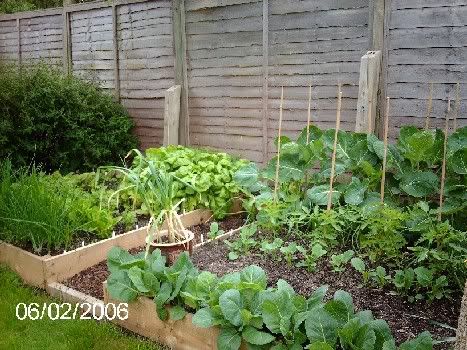 Veg_Patch_02a.jpg