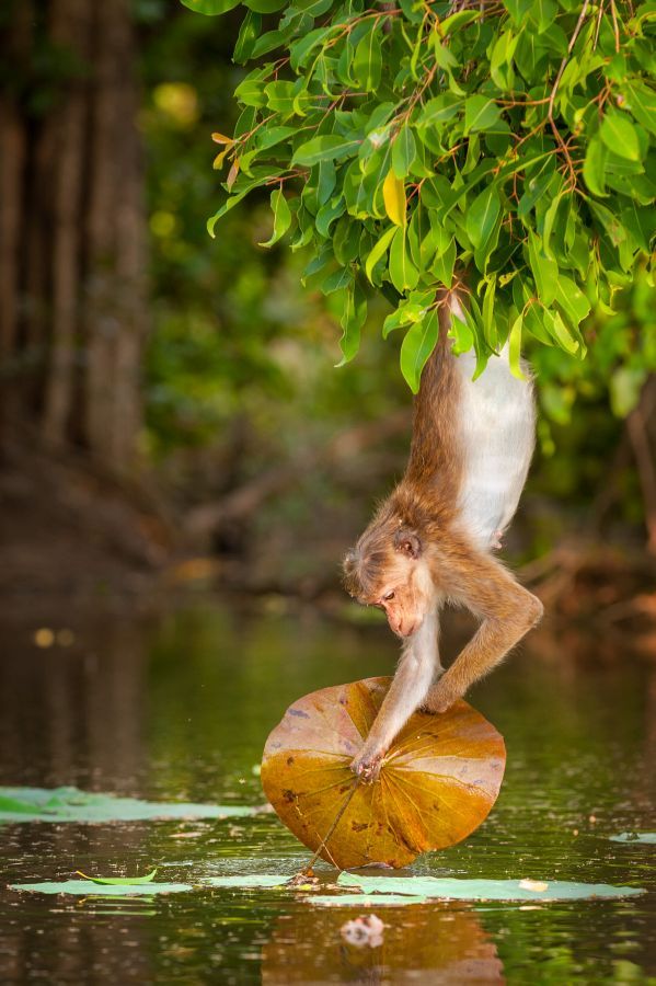 Disneynature Monkey Kingdom