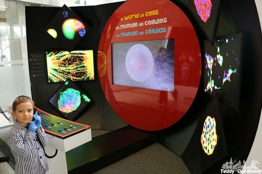 Stem Cell Exhibit