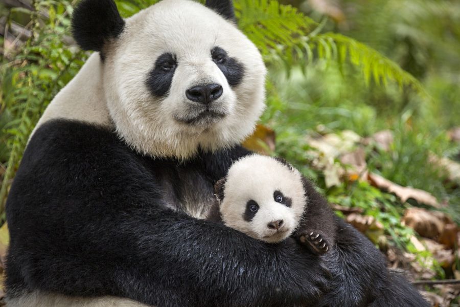 Born In China Disney Nature