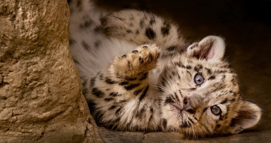BornInChina Snow Leopard