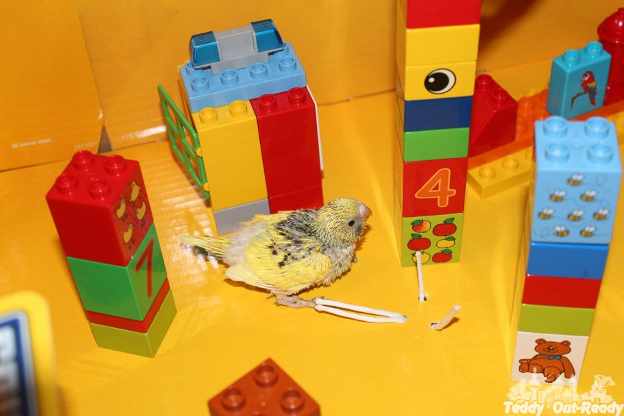 Lego City for budgie