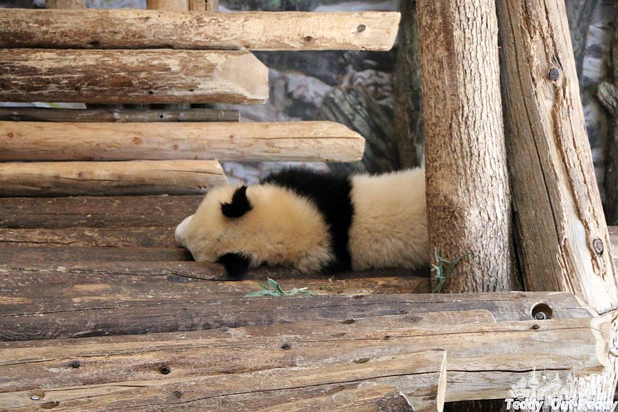 Panda Baby Toronto