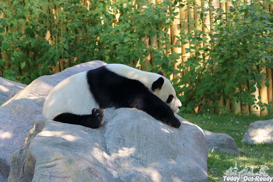 Panda Toronto Zoo