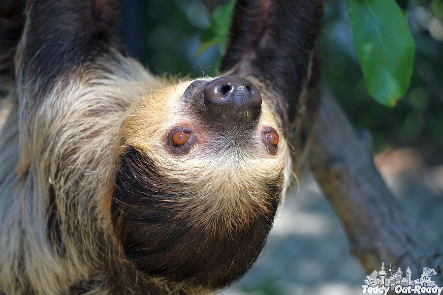 Sloth Toronto Zoo