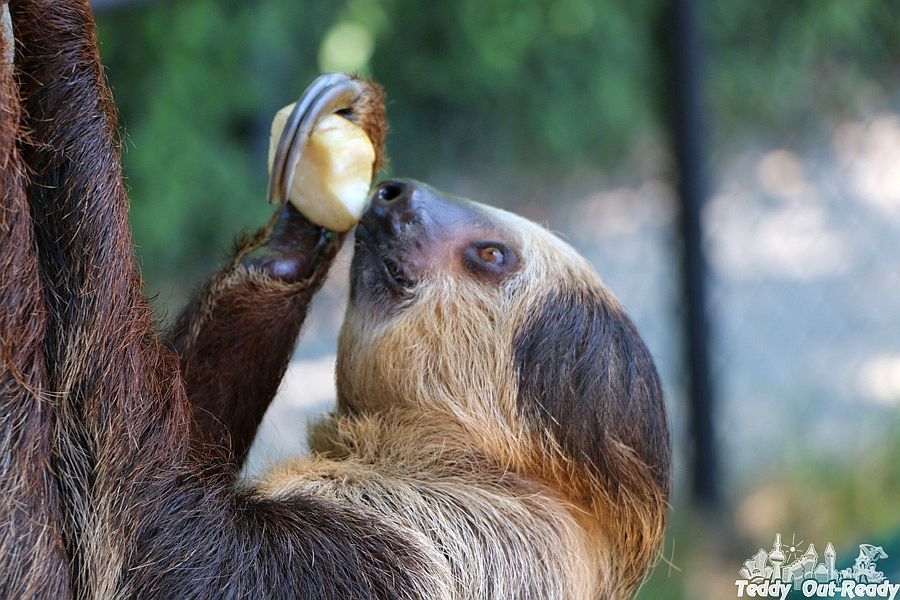 Sloth Zoo