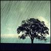 tree in the rain Pictures, Images and Photos