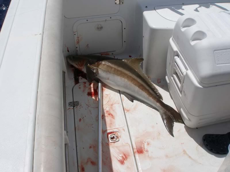 2012-03-25Cobia001.jpg